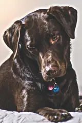 Chocolate Labrador Lover's Journal: For Continual Self-Improvement and Focus